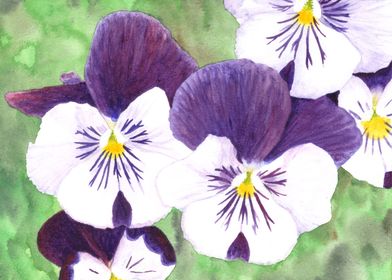 White and purple Pansies