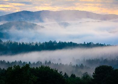 Foggy Forest Sundowner