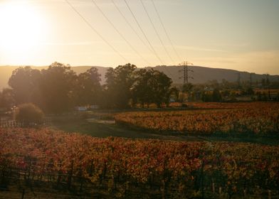 Hazy Vineyard