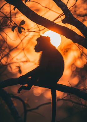 Monkey Sunset Elegant