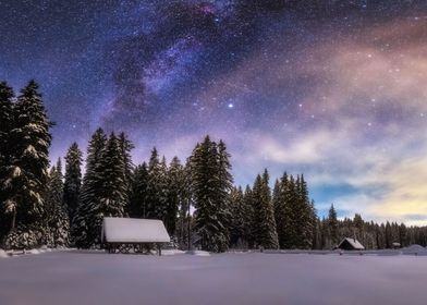 Winter Forest at Night