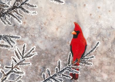 The red cardinal in winter