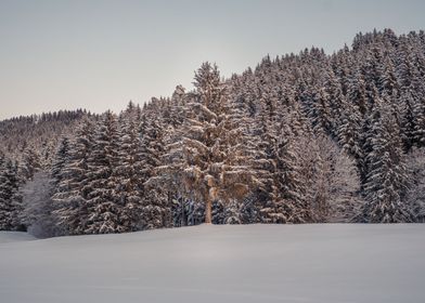 Snow covered Trees