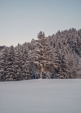 Snow covered Trees
