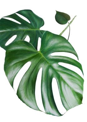 Monstera leafs