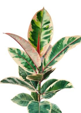 Ficus elastica Belize