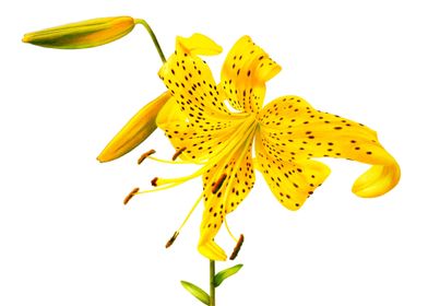 Yellow lily