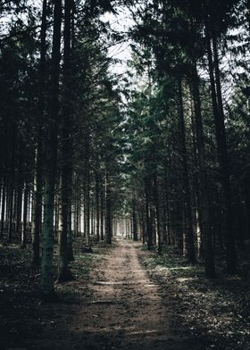 Forest Path