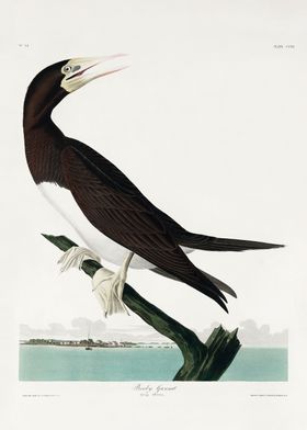 Bird Illustrations-preview-0