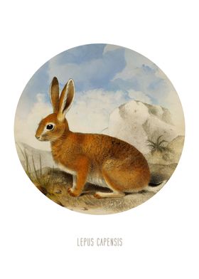Cape hare print