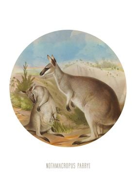 Whiptail wallaby print
