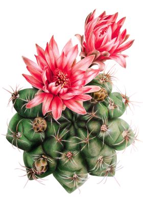 Blooming cactus