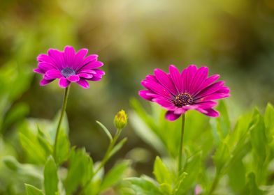 Pink African daisy flowers