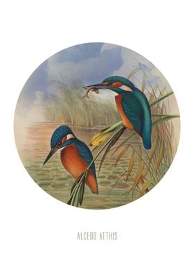 Common kingfisher Print