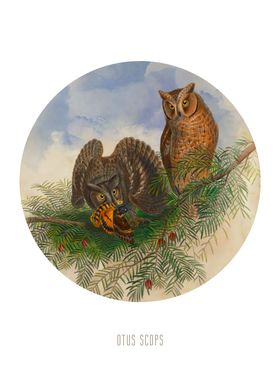 Eurasian scops owl Print