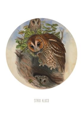 Tawny owl Print