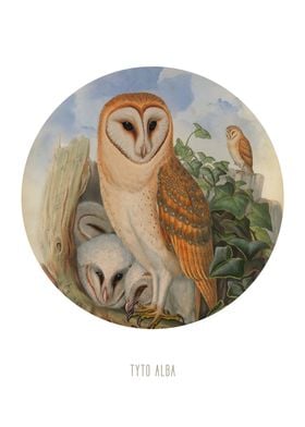 Barn owl print