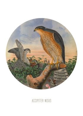 Eurasian sparrowhawk Print