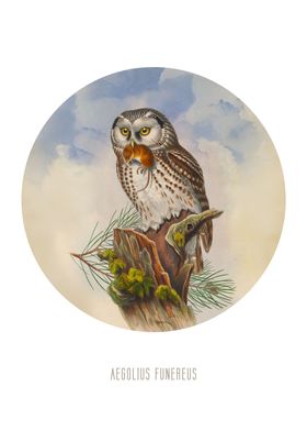 Boreal owl Print