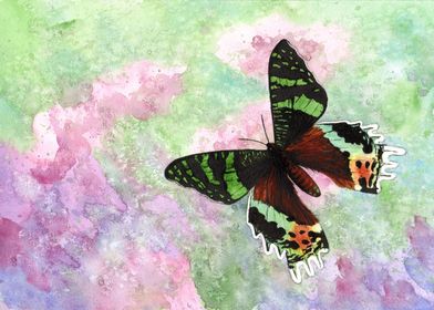 Urania ripheus butterfly
