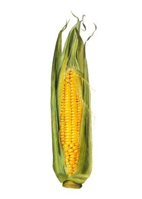 Corn