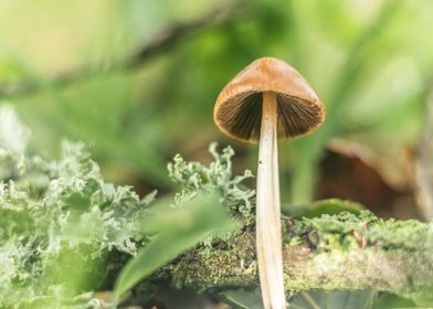 Rain forest mushroom 