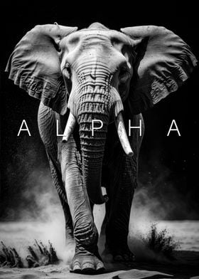 alpha Elephant motivationa
