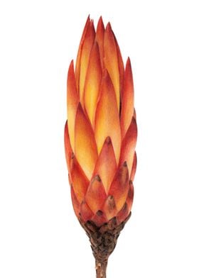 Protea bud