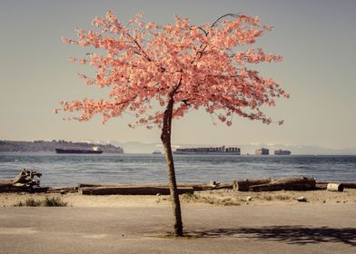Blossoms By The Sea