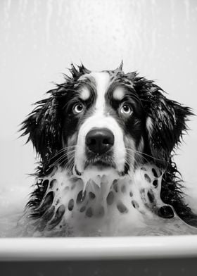 Bernese Dog Bathtub 