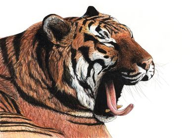Yawning tiger