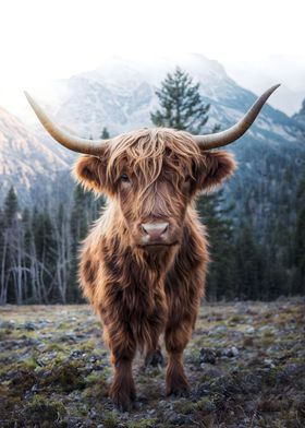 cute baby Highland cattle