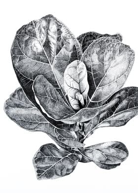 Ficus lyrata