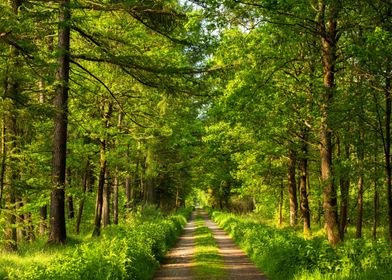 Summer alley in the forest