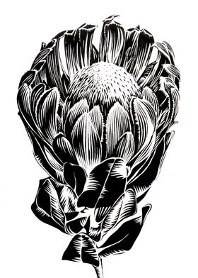 Protea