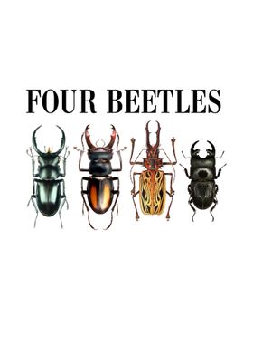 Four Beetles on white