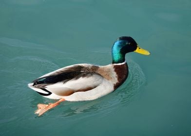 Cute Duck Swimming