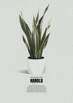 Harold The Office Plant