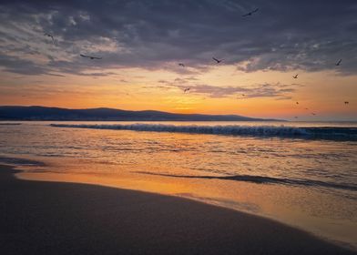 Sea sunrise with seagulls 