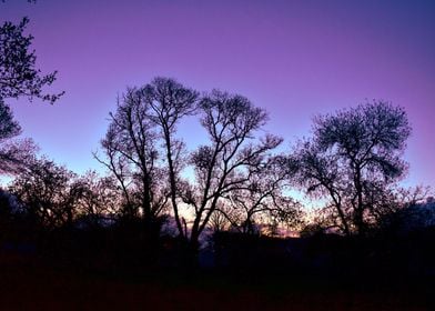 Purple sunset and trees