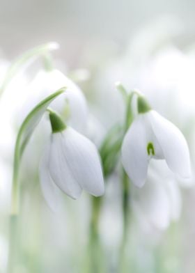 Spring white snowdrops