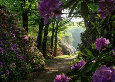 Rhododendron forest