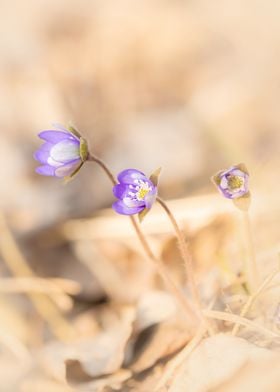 Purple hepatica flowers