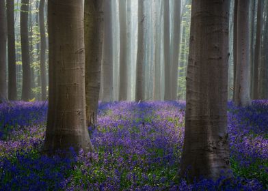 Bluebell forest in spring