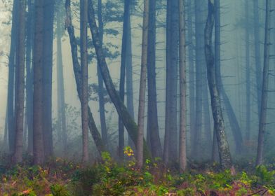 Forest Enshrouded in Fog