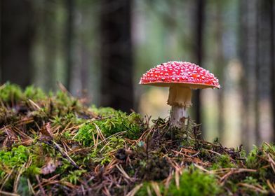 Fly agaric in the wood