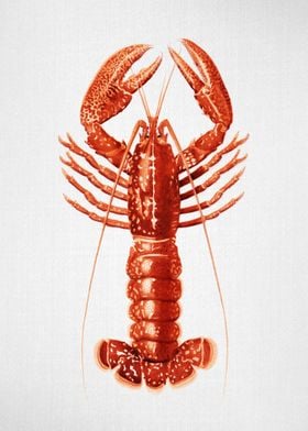 Lobster Watercolor