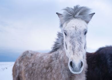 white Horses snowy