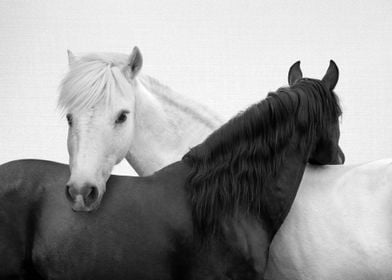 Yin and Yang Horses