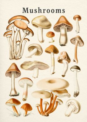 Mushrooms Collection